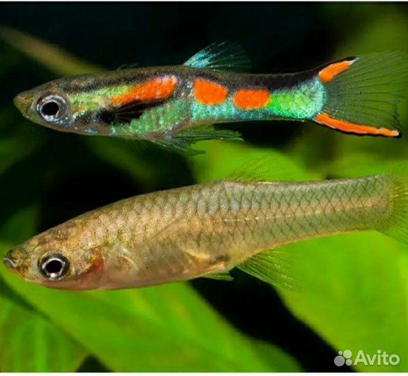 Аквариумная рыбка гуппи эндлера