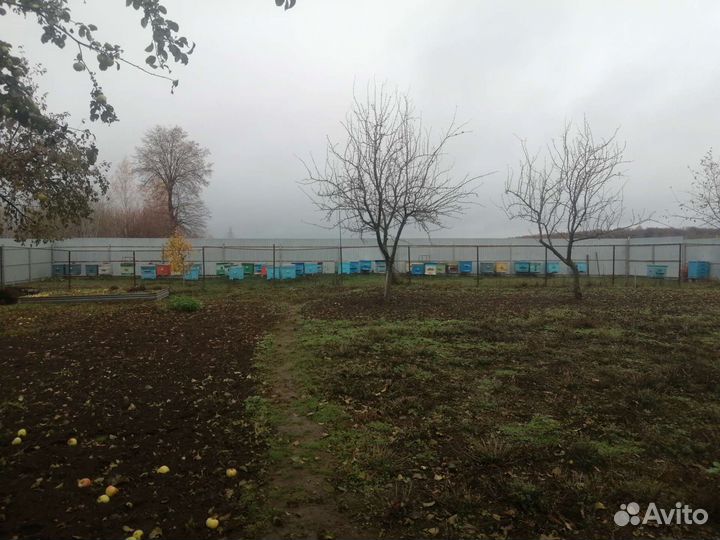 Продам пчел, отводки, пакеты