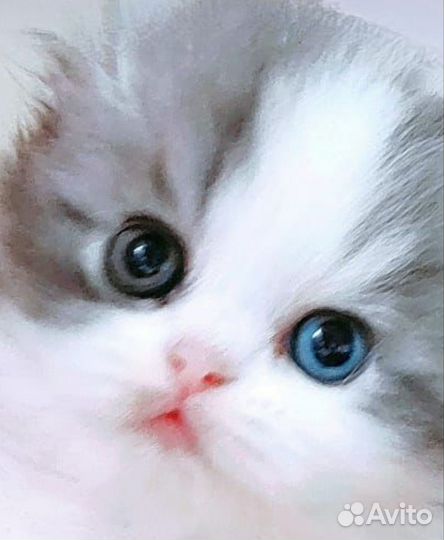 Разноглазое чудо