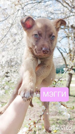 Малышки ждут мам пап