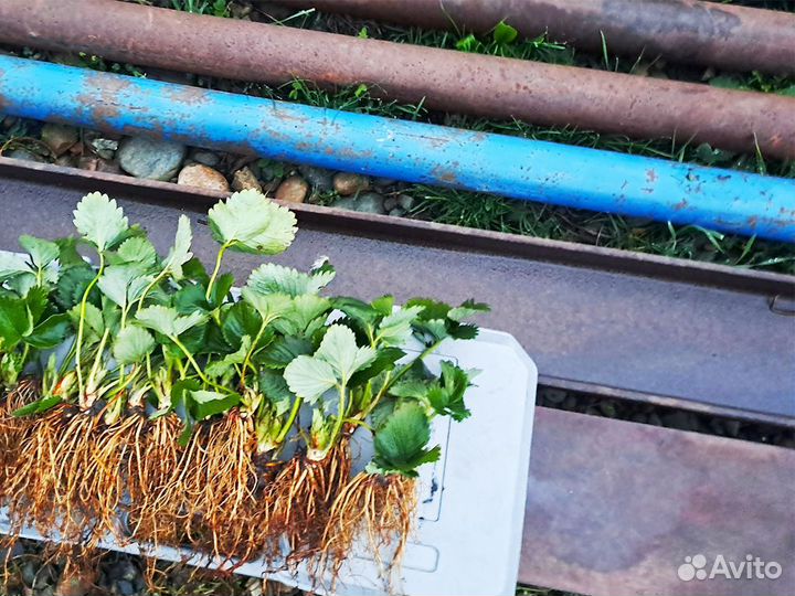 Рассада клубники. Элитные сорта оптом