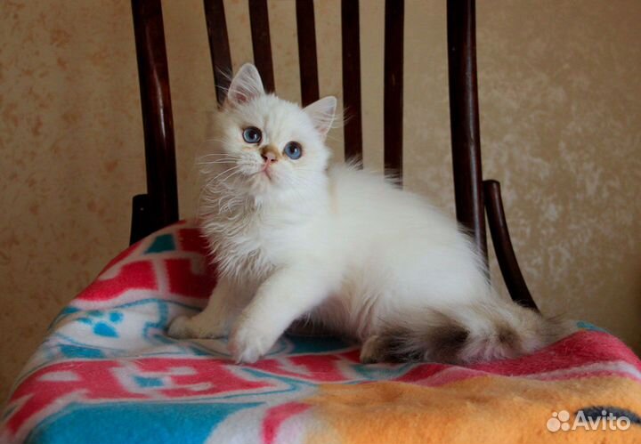 Котик золотой колорпойнт