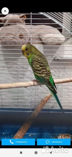 Волнистый попугай