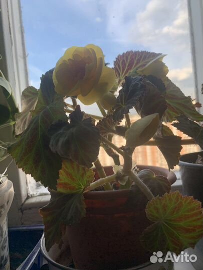 Бегония (в ассортименте)