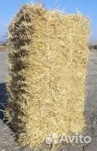 Солома ячменная