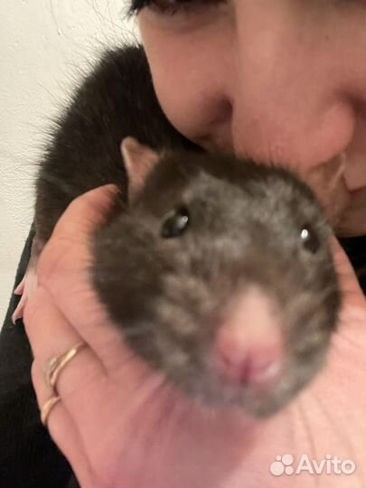 Крыса дамбо