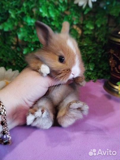 Кролики карликовые. Декоративные мини