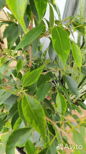 Фикус Бенджамина разные сорта. Часть 1