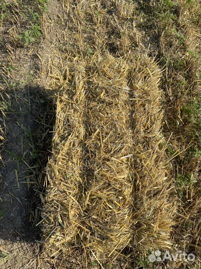 Солома ячменная