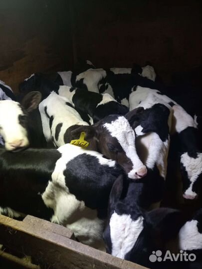 Телята бычки