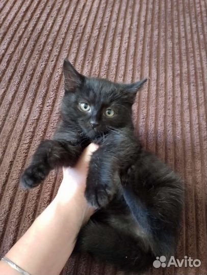 Кошки в дар