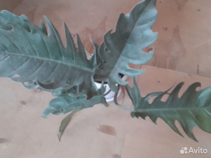 Филодендрон