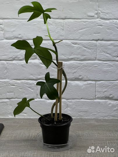 Филодендрон,Хоя,Эпипремнум