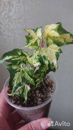 Плющ (хедера)