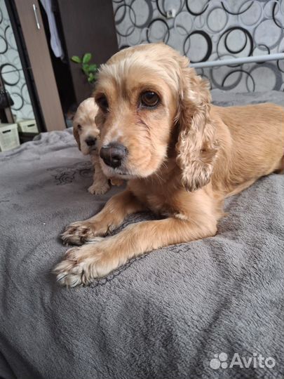 Щенки Кокер спаниеля