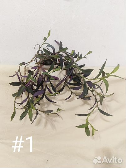 Традесканция