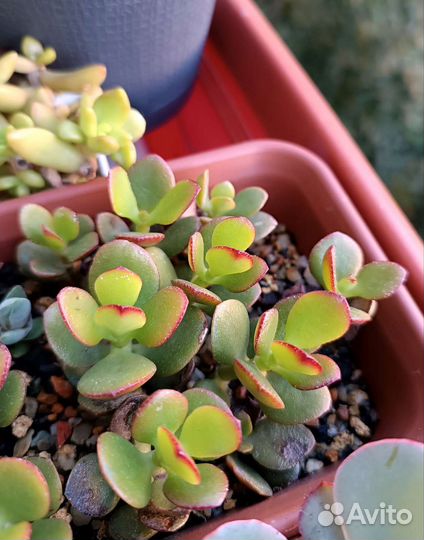 Суккуленты 3