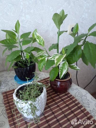 Педилантусы, суккуленты