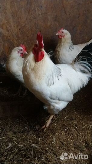 Яйцо инкубационное. Доставка бесплатно