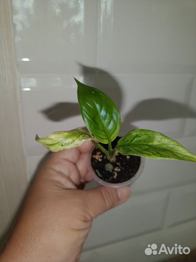 Сортовые спатифиллумы