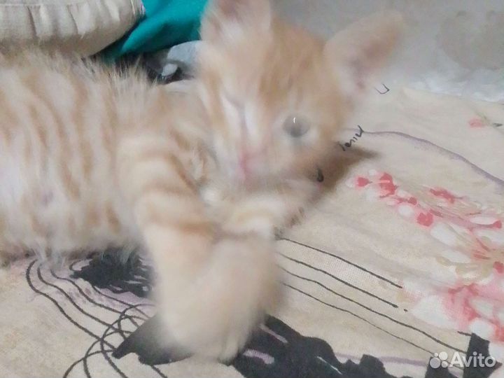 Продам котенка