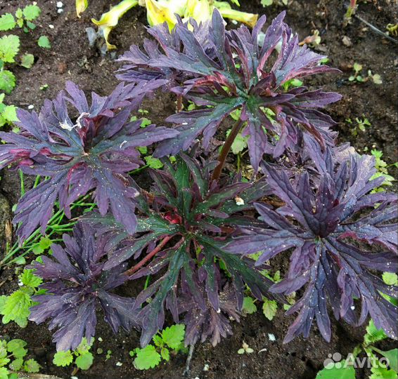 Герань садовая красно - листная