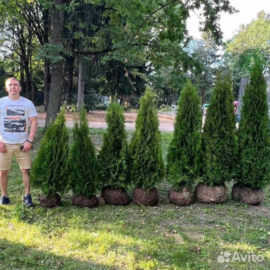 Туя смарагд с доставкой