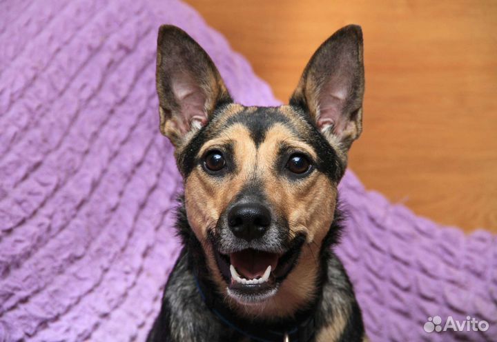 Миниатюрная собачка Суок