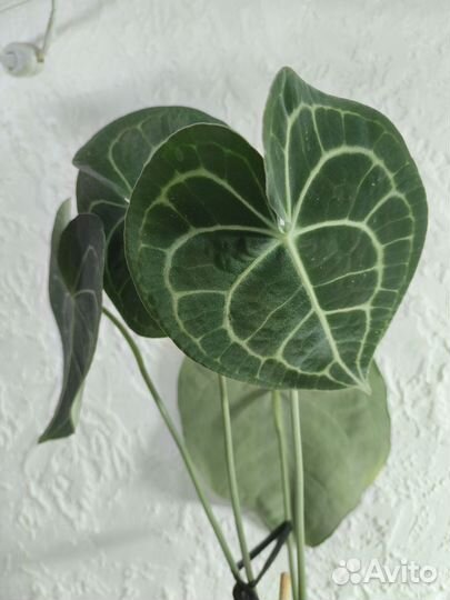 Антуриум Кларинервиум