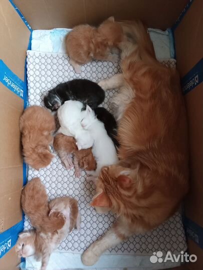 Котята мейн-кун