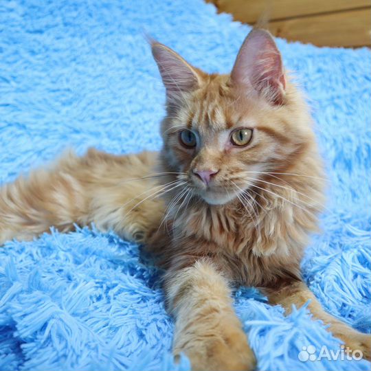 Девочка Mercedes