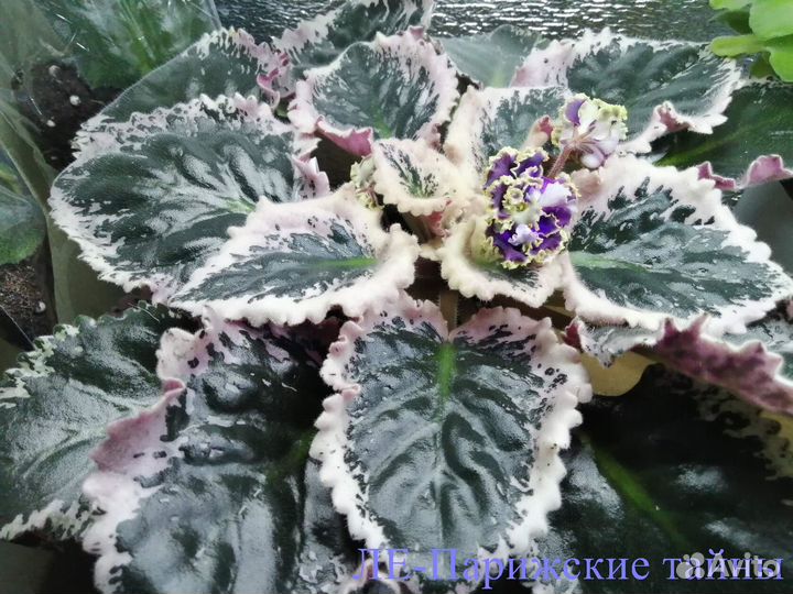 Сортовые фиалки (листы и детки)