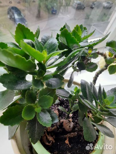 Комнатные цветы