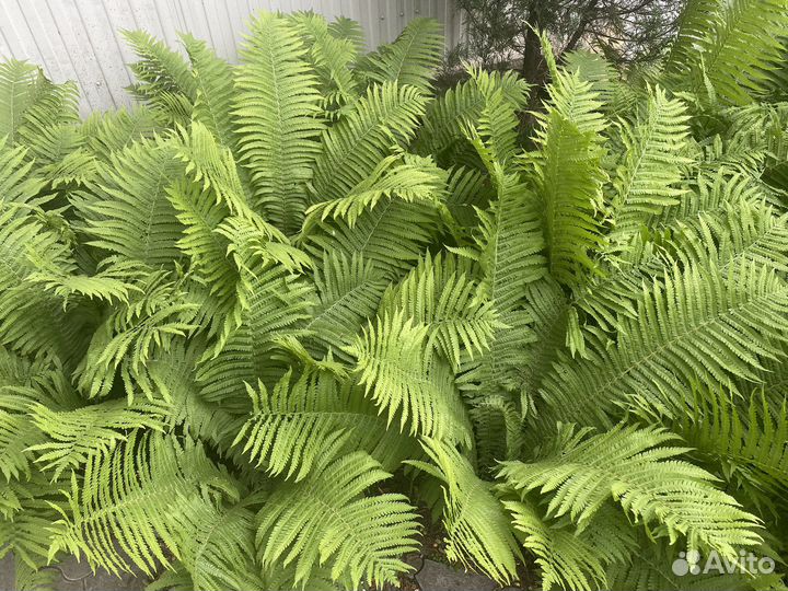 Папоротник и бадан