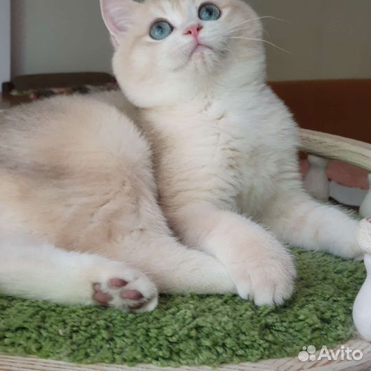 Британский котик ау12 (голубое золото)