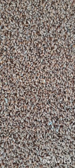 Продам ячмень и пшеницу