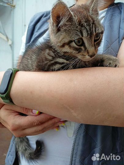 Подбросили в магазин ручного котенка Ищем дом