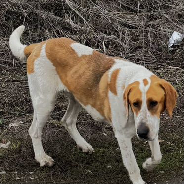 Русская пегая гончая, взрослый пёс