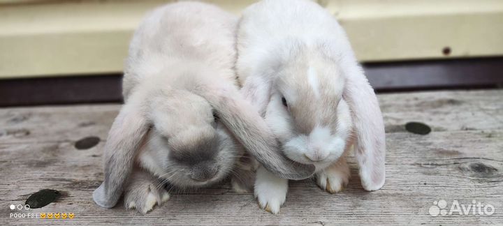 Кролики крупной мясной породы, французский баран