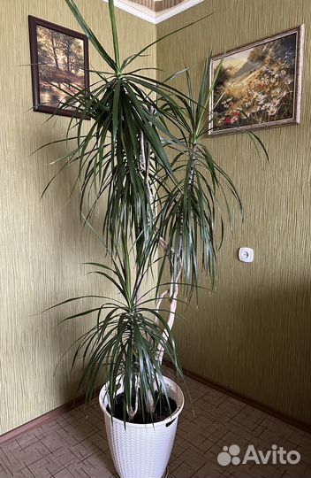 Пальма драцена 2м