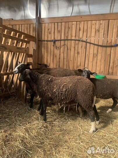 Овцы бараны