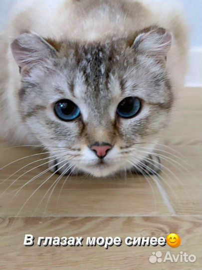 Невская маскарадная кошка