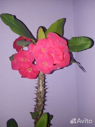 Комнатные цветы