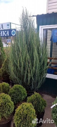 Можжевельник блю эрроу