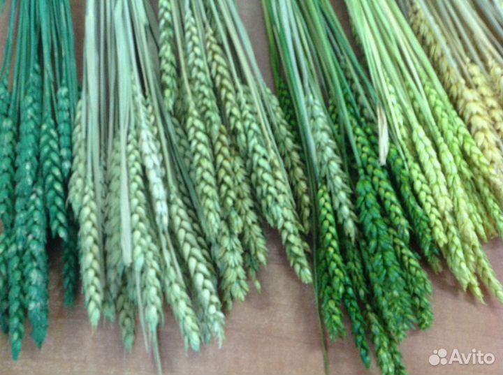 Сухоцветы голландские