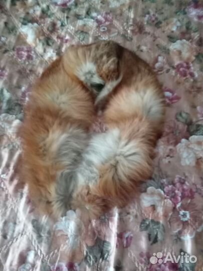 Воротник лиса рыжий