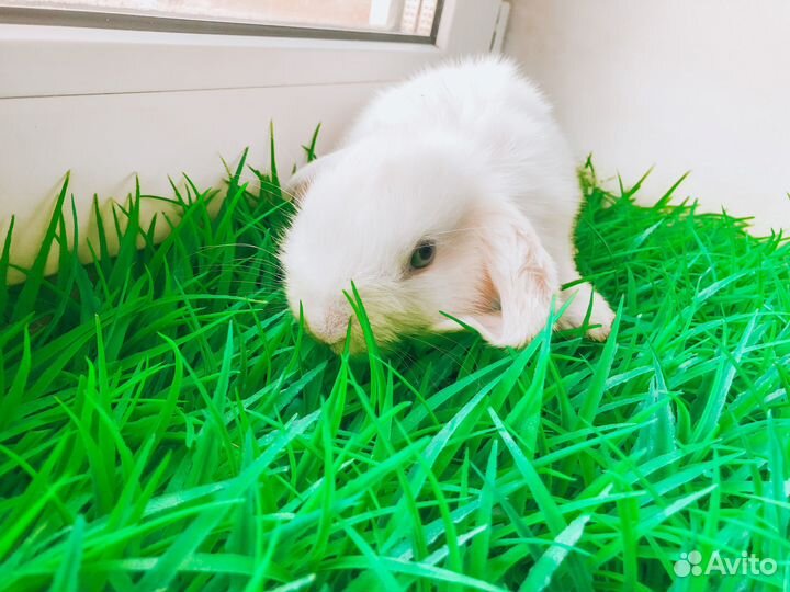 Карликовый кролик - размером с ладонь