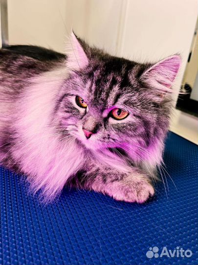 Искупать, постричь, вычесать, услуги ветеринара