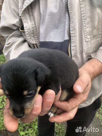 Щенки в добрые руки, мама той терьер