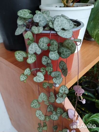 Хойя Карноза Триколор, Кримсон Квин, Шеффлера